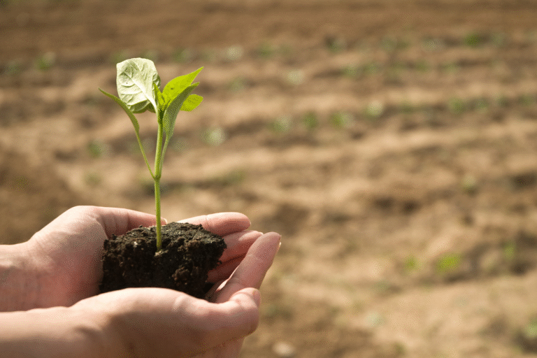 Parcelagro Neiva: Tu aliado para desarrollar los mejores cultivos
